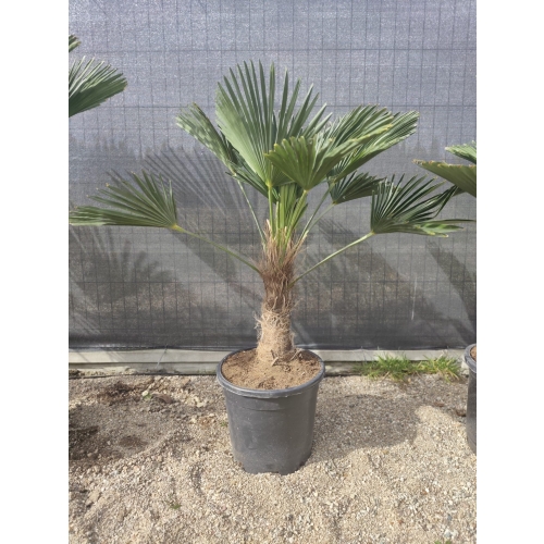 Trachycarpus Wagnerianus